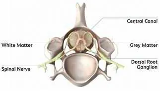 spinal-cord-illustration