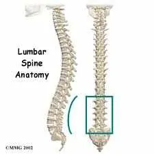Spinal anatomy
