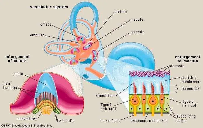 vestibular anatomy diziness manchester warrington
