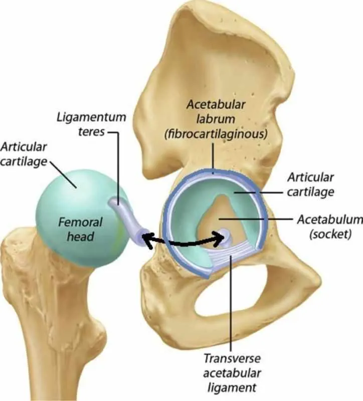 hip anatomy