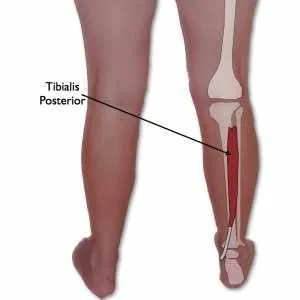 tibialis posterior