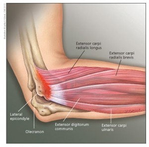 https://physiolounge.co.uk/wp-content/uploads/2014/08/elbow-anatomy-300x295.jpg