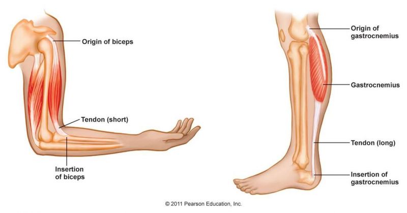 management-of-muscle-strains-the-physio-lounge