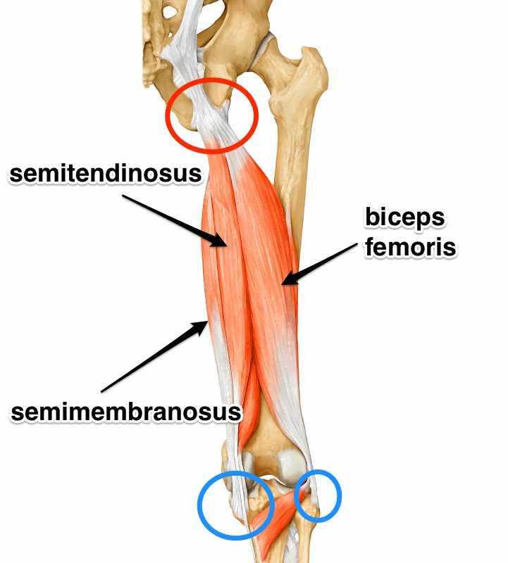 Hamstring Origin Anatomy The Hamstrings