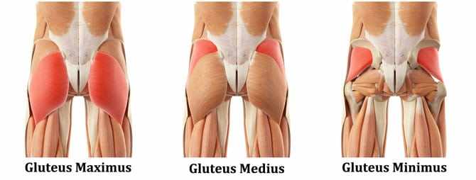 THE GLUTEAL MUSCLES - PhysioCare