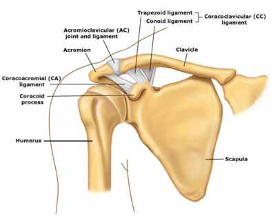 ACJ anatomy