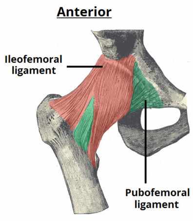 Anterior Ligaments of the Hip Joint