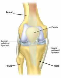 Knee Lig Anatomy