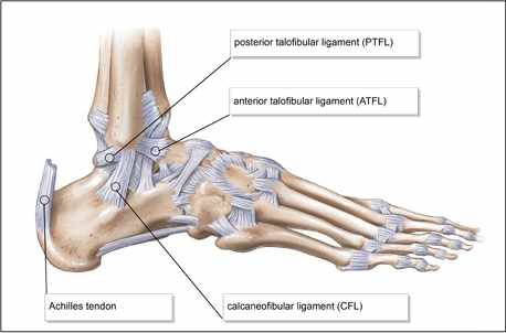 lateral ligament anatomy