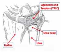 TFCC Anatomy