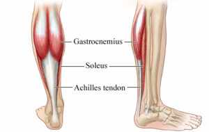 Achilles anatomy