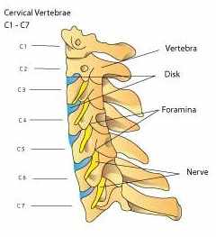 di-cspine-lateral250