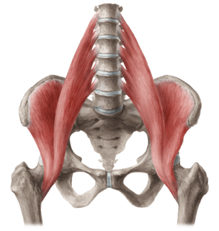 iliopsoas muscle hip