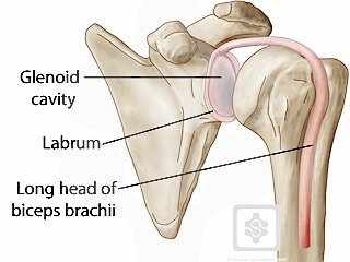 slap labrum anatomy